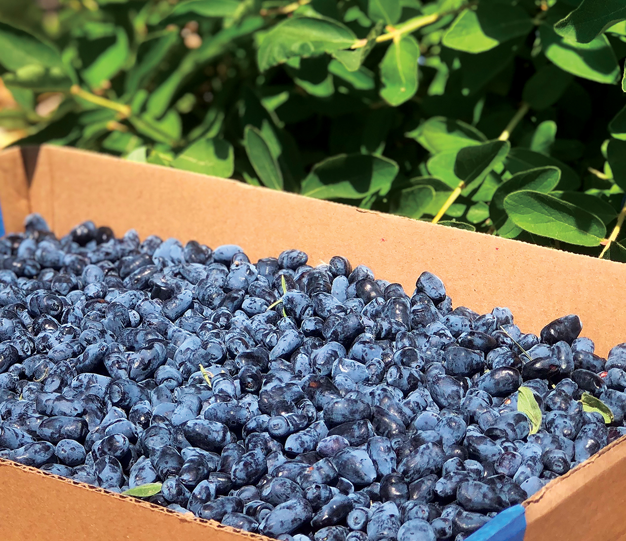 Blueberry Picking Places in Rochester Minnesota