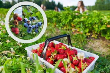 Blueberry Picking Places in Rockford Illinois