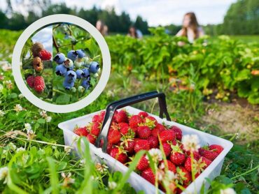 Blueberry Picking Places in Rockford Illinois