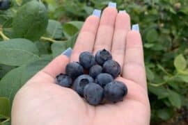 Blueberry Picking Places in Salem Oregon