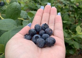 Blueberry Picking Places in Salem Oregon