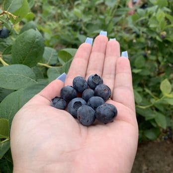 Blueberry Picking Places in Salem Oregon