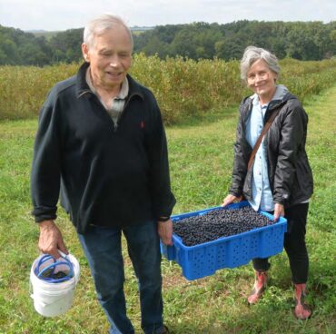 Blueberry Picking Places in Schaumburg Illinois