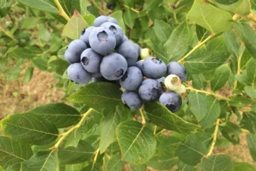 Blueberry Picking Places in Schenectady New York