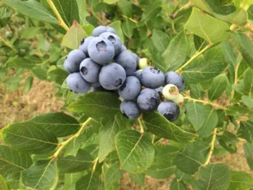 Blueberry Picking Places in Schenectady New York