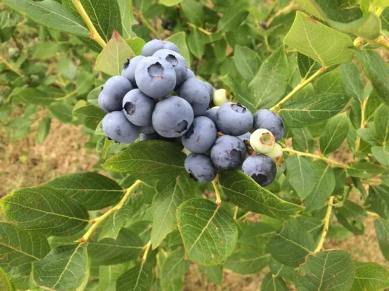 Blueberry Picking Places in Schenectady New York