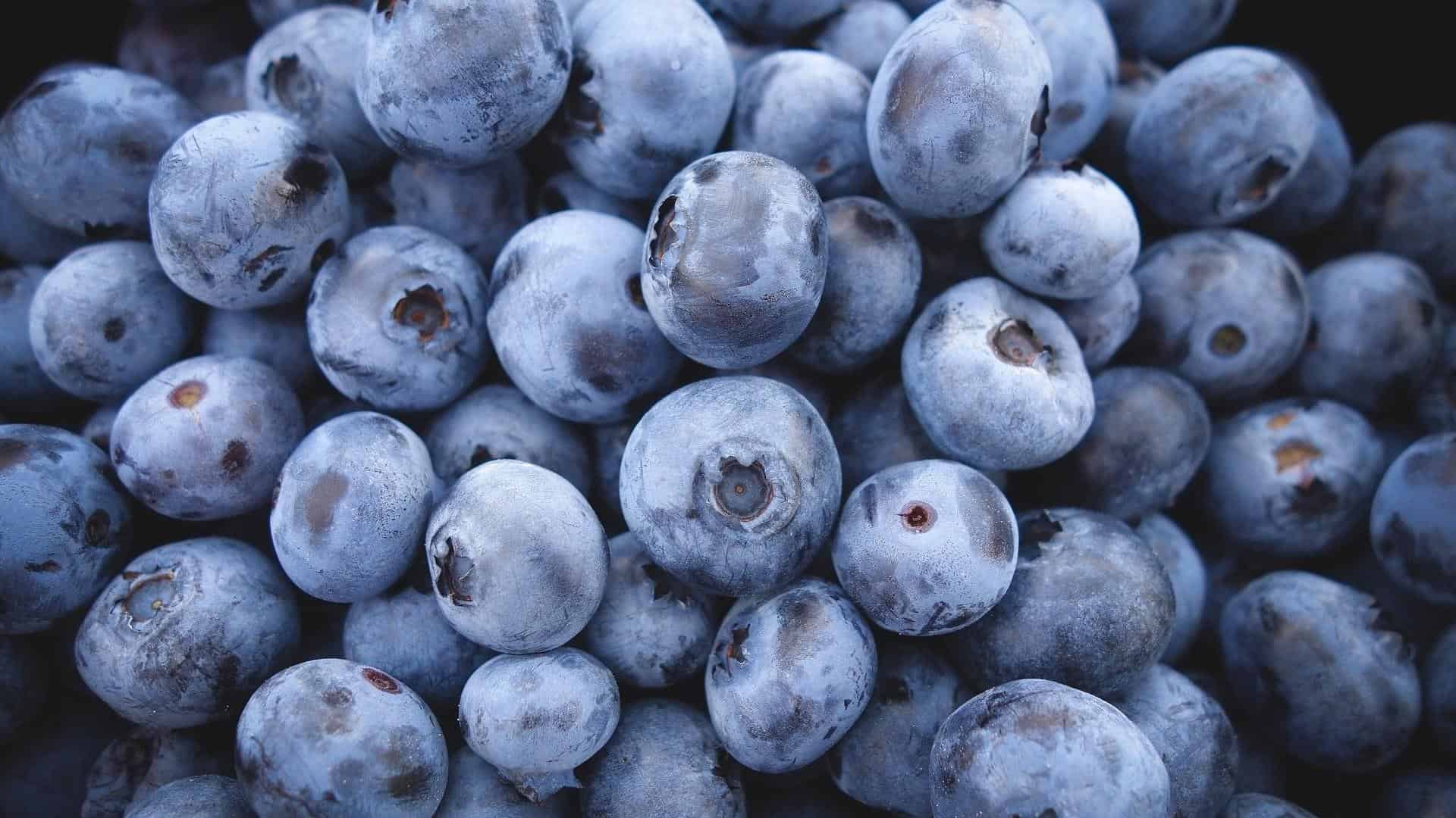 Blueberry Picking Places in Silver Spring Maryland