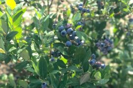 Blueberry Picking Places in Sioux Falls South Dakota