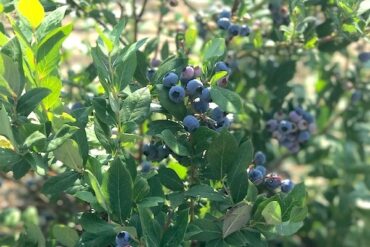 Blueberry Picking Places in Sioux Falls South Dakota