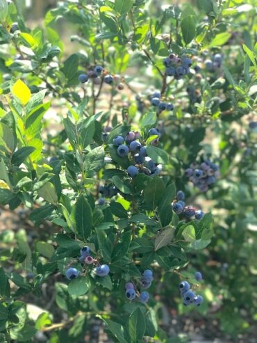 Blueberry Picking Places in Sioux Falls South Dakota