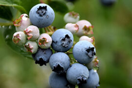 Blueberry Picking Places in Skokie Illinois