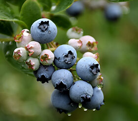 Blueberry Picking Places in Skokie Illinois