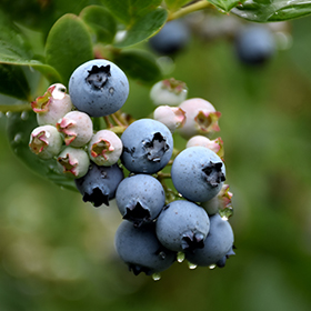 Blueberry Picking Places in Skokie Illinois