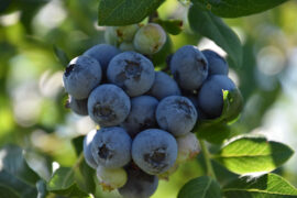 Blueberry Picking Places in South Bend Indiana