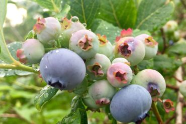 Blueberry Picking Places in Syracuse New York