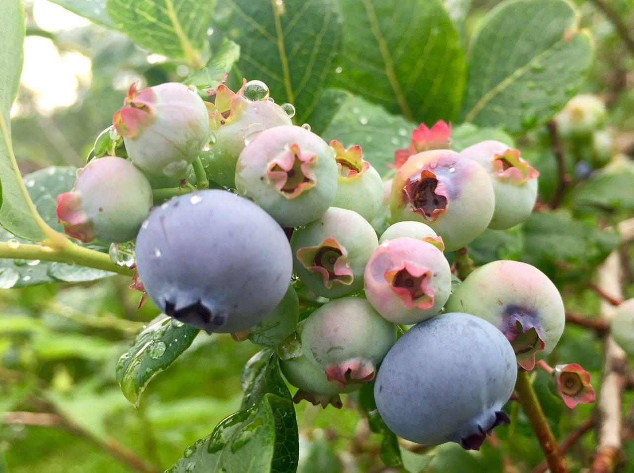 Blueberry Picking Places in Syracuse New York