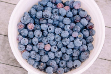 Blueberry Picking Places in Tampa Florida