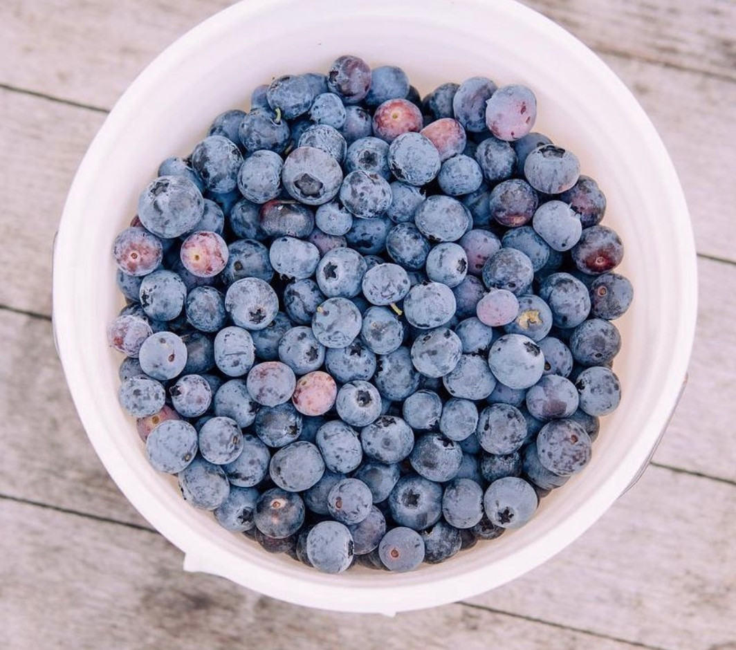 Blueberry Picking Places in Tampa Florida