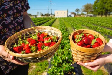 Blueberry Picking Places in Virginia Beach Virginia