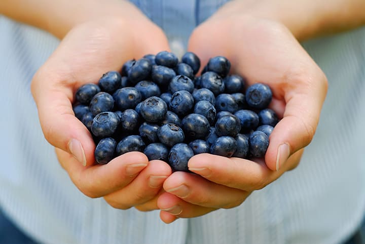 Blueberry Picking Places in Waterbury Connecticut