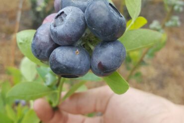 Blueberry Picking Places in Wesley Chapel Florida