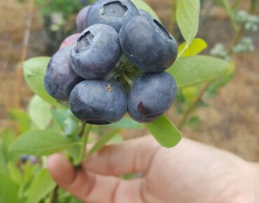 Blueberry Picking Places in Wesley Chapel Florida