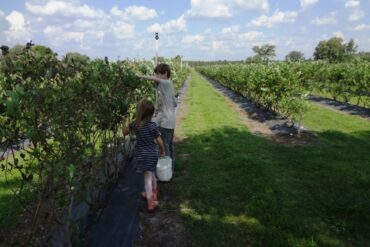 Blueberry Picking Places in Weston Florida