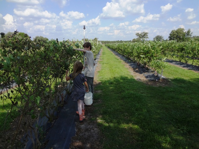 Blueberry Picking Places in Weston Florida