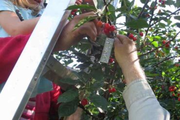 Cherry Picking Places in Anchorage Alaska