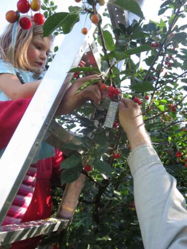 Cherry Picking Places in Anchorage Alaska