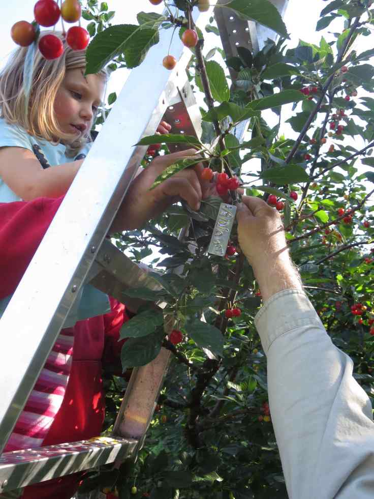 Explore the Best Cherry Picking Spots in Anchorage Alaska