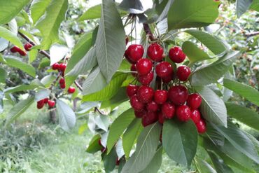 Cherry Picking Places in Aurora Illinois