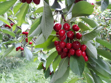 Cherry Picking Places in Aurora Illinois