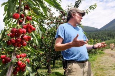 Cherry Picking Places in Billings Montana