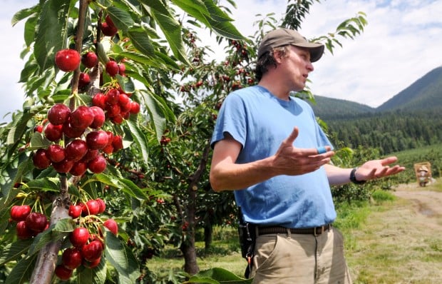 Cherry Picking Places in Billings Montana