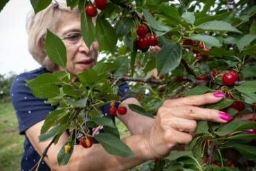 Cherry Picking Places in Blaine Minnesota