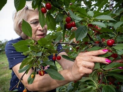 Cherry Picking Places in Blaine Minnesota