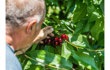 Cherry Picking Places in Brandon Florida