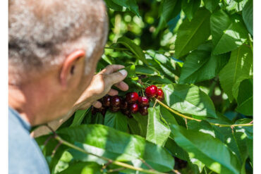 Cherry Picking Places in Brandon Florida