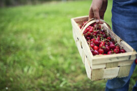 Cherry Picking Places in Centennial Colorado