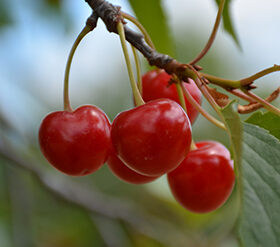 Cherry Picking Places in Elgin Illinois