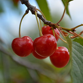 Cherry Picking Places in Elgin Illinois