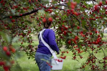 Cherry Picking Places in Jackson Mississippi