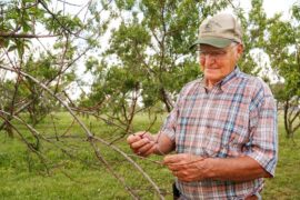 Cherry Picking Places in Lafayette Indiana