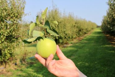 Cherry Picking Places in Lexington Kentucky