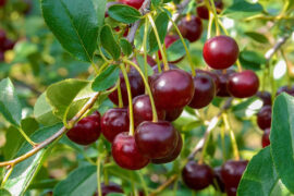 Cherry Picking Places in Lincoln Nebraska