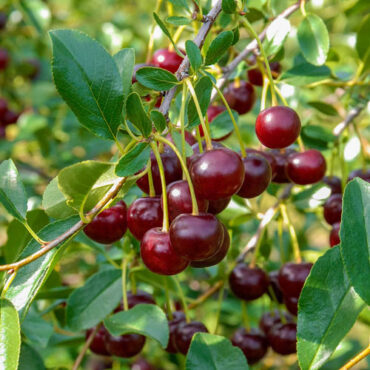 Cherry Picking Places in Lincoln Nebraska