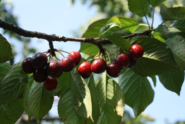 Cherry Picking Places in Louisville Kentucky