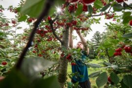 Cherry Picking Places in Maple Grove Minnesota