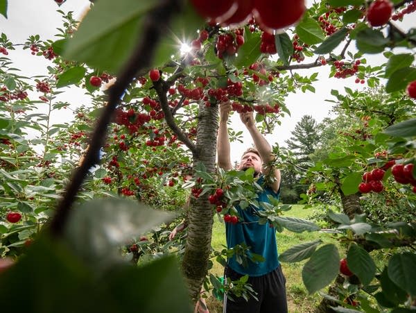 Cherry Picking Places in Maple Grove Minnesota